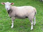 Jeune mâle, Animaux & Accessoires, Moutons, Chèvres & Cochons, Mouton, Mâle, 0 à 2 ans