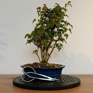 Acer buergerianum bonsai