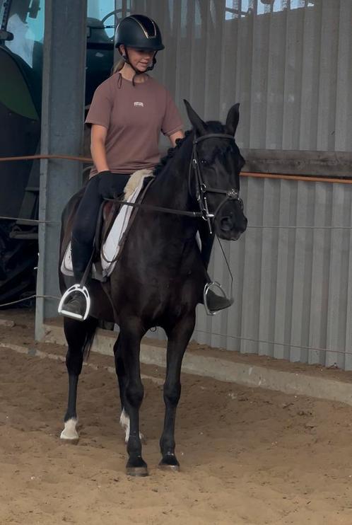 Kinder D pony merrie, Dieren en Toebehoren, Pony's, Merrie, B, D pony (1.37m tot 1.48m), Recreatiepony, 3 tot 6 jaar, Met stamboom