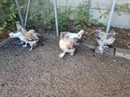 Zijdehoen haantjes, Dieren en Toebehoren, Pluimvee