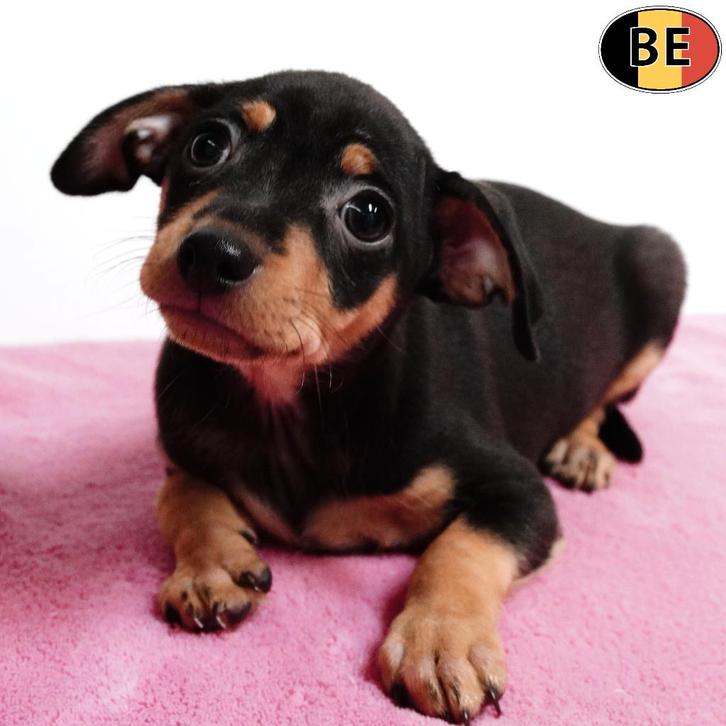 Pinscher chiots avec pedigree (belges), Animaux & Accessoires, Chiens | Bouledogues, Pinschers & Molossoïdes, Plusieurs animaux