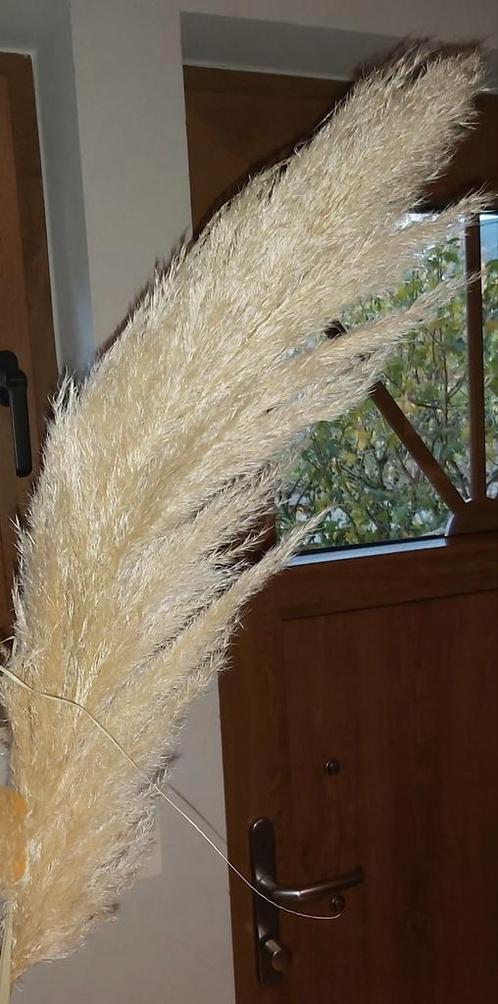 NATUURLIJKE PAMPASVEREN XXL, Huis en Inrichting, Woonaccessoires | Droogbloemen, Nieuw, Ophalen