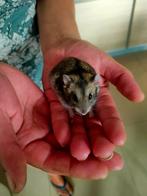 Russische dwerghamsters, Dieren en Toebehoren, Knaagdieren, Mei, Meerdere dieren, Tam
