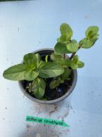 Veronica beccabunga, Halfschaduw, Vaste plant, Lente, Vijverplanten