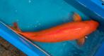 Red Karashigoi 69cm kweker Maruhiro 6 jaar oud., Karper of Koi