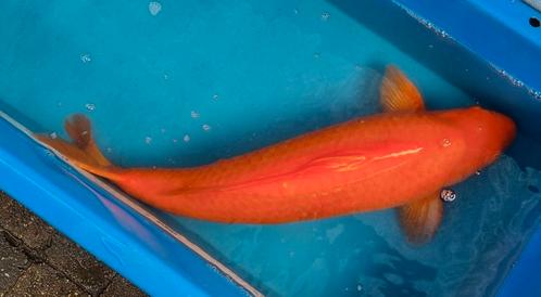 Red Karashigoi 69cm kweker Maruhiro 6 jaar oud., Dieren en Toebehoren, Vissen | Vijvervissen, Karper of Koi