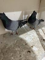 Hoogevliegers duiven serbisch, Dieren en Toebehoren, Vogels | Duiven