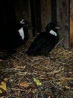 Wilde eenden, Dieren en Toebehoren