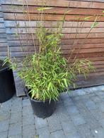 Bamboe in grote potten, Tuin en Terras, Planten | Tuinplanten, Ophalen of Verzenden
