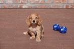 Prachtige dwerg en dwerg/kaninchen langhaar teckel pups, Dieren en Toebehoren, CDV (hondenziekte), Meerdere, Langhaar, 8 tot 15 weken