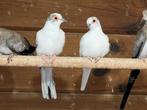 bonte diamantduifjes, Dieren en Toebehoren, Vogels | Duiven, Meerdere dieren, Overige soorten