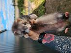 Knappe zilveren half angora moertje, Tickets en Kaartjes