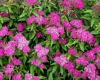 Spiraea japonica 'Manon' (spierstruik), Tuin en Terras, Ophalen, Overige soorten, Struik, Minder dan 100 cm