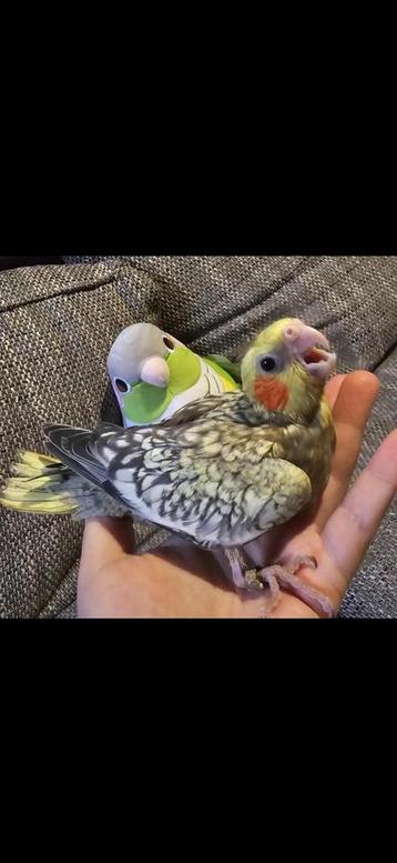 Calopsitte, Enlèvement, Cage à oiseaux