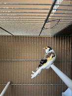 Chardonnret faciato panaché 2025, Animaux & Accessoires, Oiseaux | Accessoires, Enlèvement