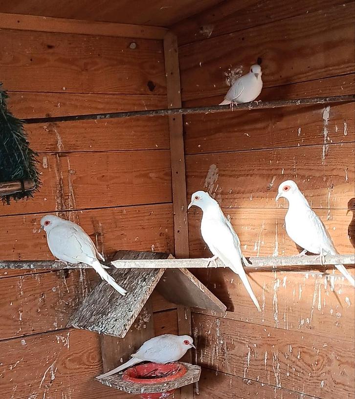 Witte Diamantduiven, Dieren en Toebehoren, Vogels | Overige Vogels