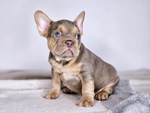 Franse bulldog Isabella tan, Dieren en Toebehoren, Honden | Bulldogs, Pinschers en Molossers, Reu, Bulldog, Fokker | Hobbymatig