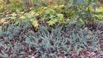 Sedum bodembedekker, Ophalen