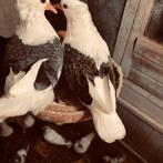 Iraanse duiven, Animaux & Accessoires, Oiseaux | Oiseaux Autre