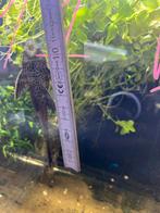 Pleco +- 11cm, Animaux & Accessoires, Poissons | Poissons d'aquarium