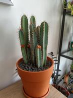 Cactus, Huis en Inrichting, Kamerplanten, Cactus, Ophalen