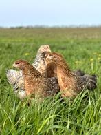 Prachtige jonge tamme Bielefelder kippen hennen keus gesekst, Dieren en Toebehoren, Pluimvee, Vrouwelijk, Kip