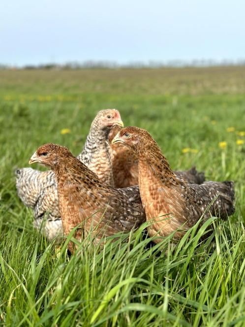 Prachtige jonge tamme Bielefelder kippen hennen keus gesekst, Dieren en Toebehoren, Pluimvee, Kip, Vrouwelijk