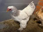 Brahma blauw culumbia hen, Poule ou poulet, Femelle