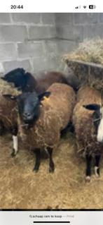 Jonge rammen, Dieren en Toebehoren, Schaap