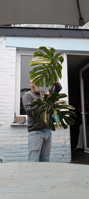 Monstera deliciosa 'Thai Constellation ' et Borgisiana 'Albo