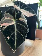 Alocasia black velvet pink KNOL, Ophalen of Verzenden