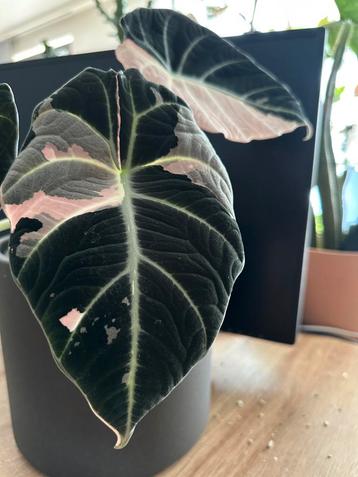 Alocasia black velvet pink KNOL beschikbaar voor biedingen