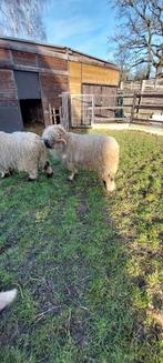 Walliser schwarznase ram, Animaux & Accessoires