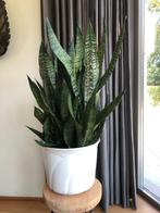 kamerplant Sansevieria vrouwentong, Huis en Inrichting, Kamerplanten, Ophalen of Verzenden, Overige soorten, In pot, Halfschaduw