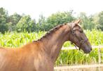 3,5 jarige merrie Total hope x Zack, Dieren en Toebehoren, Merrie, M