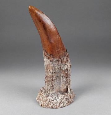 Prehistorisch gedetailleerde replica een tyrannosaurus tand beschikbaar voor biedingen