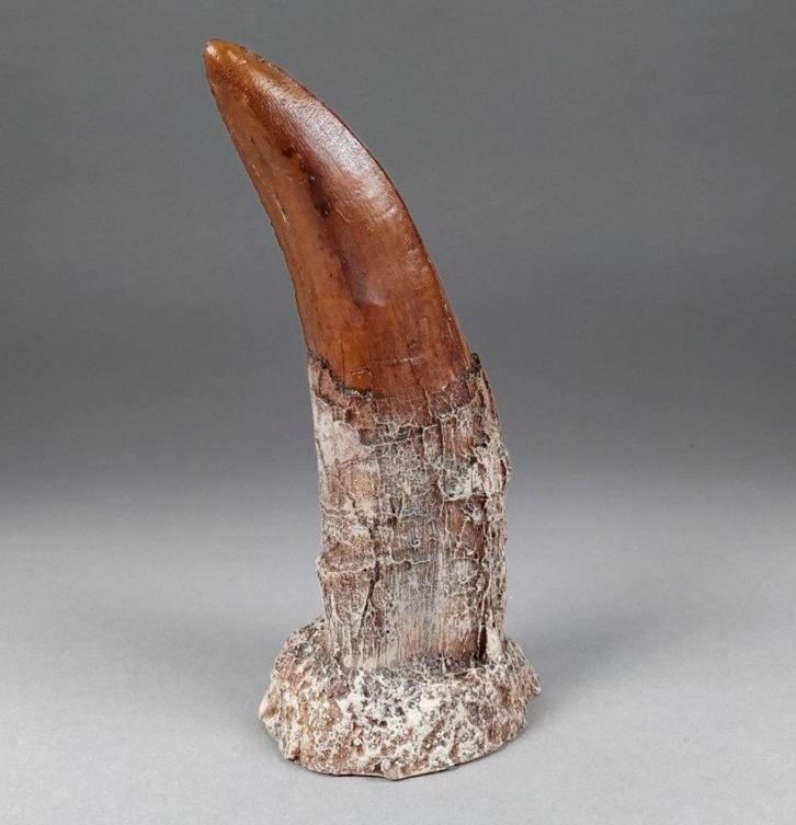 Prehistorisch gedetailleerde replica een tyrannosaurus tand, Antiek en Kunst, Kunst | Overige Kunst, Ophalen of Verzenden
