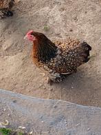 Gezocht cochin kriel hen, Dieren en Toebehoren