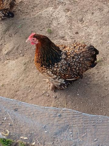 Gezocht cochin kriel hen beschikbaar voor biedingen