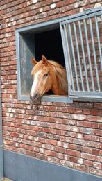 Plaats vrij kl paardenpension Viane/Galmaarden/Deux-Acren, Weidegang