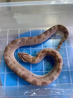 2.3 conda 66 het sable, Dieren en Toebehoren, Reptielen en Amfibieën, Slang, Tam, 3 tot 6 jaar