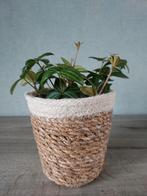 Kamerplant in gevlochten pot, Ophalen, Zo goed als nieuw, Mand