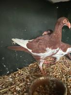 Nestkoppel Deense tuimelaars, Plusieurs animaux, Pigeon culbutant ou Roller