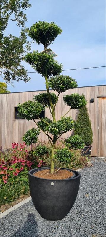 Ilex Green Bonsai Crenata  beschikbaar voor biedingen