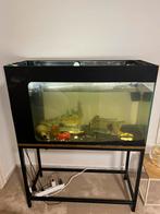 Aquarium met toebehoren gratis mee te nemen, Dieren en Toebehoren, Ophalen, Zo goed als nieuw