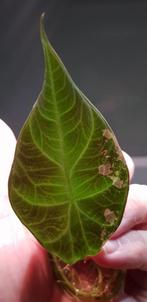 Alocasia Maharani Variegata, Huis en Inrichting, Kamerplanten, Ophalen of Verzenden