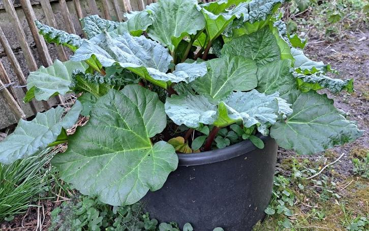 grote rabarberplant, Tuin en Terras, Planten | Tuinplanten, Vaste plant, Fruitplanten, Ophalen
