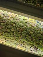 Drijfplanten Salvinia Minima, Dieren en Toebehoren, Vissen | Aquaria en Toebehoren, Ophalen, Zo goed als nieuw, Plant(en), Steen of Hout