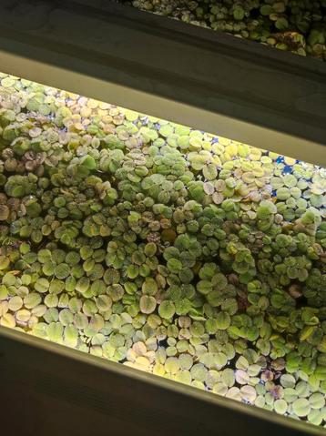 Drijfplanten Salvinia Minima beschikbaar voor biedingen