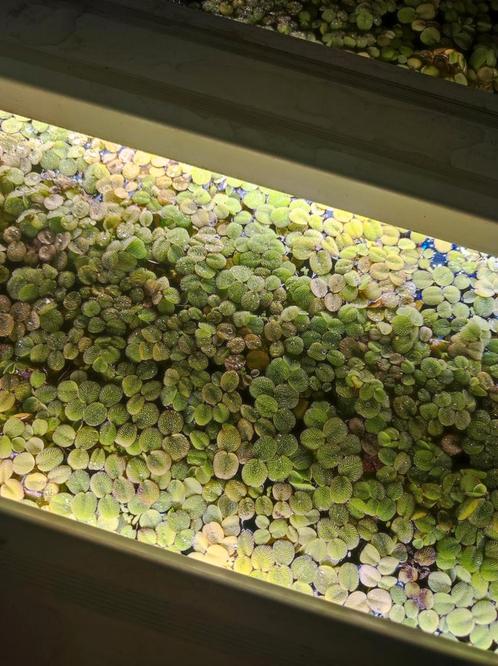 Drijfplanten Salvinia Minima, Dieren en Toebehoren, Vissen | Aquaria en Toebehoren, Zo goed als nieuw, Plant(en), Steen of Hout
